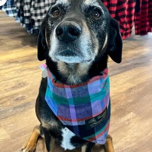 NWT Dog bandana - Garden Island from The Vermont Flannel Company